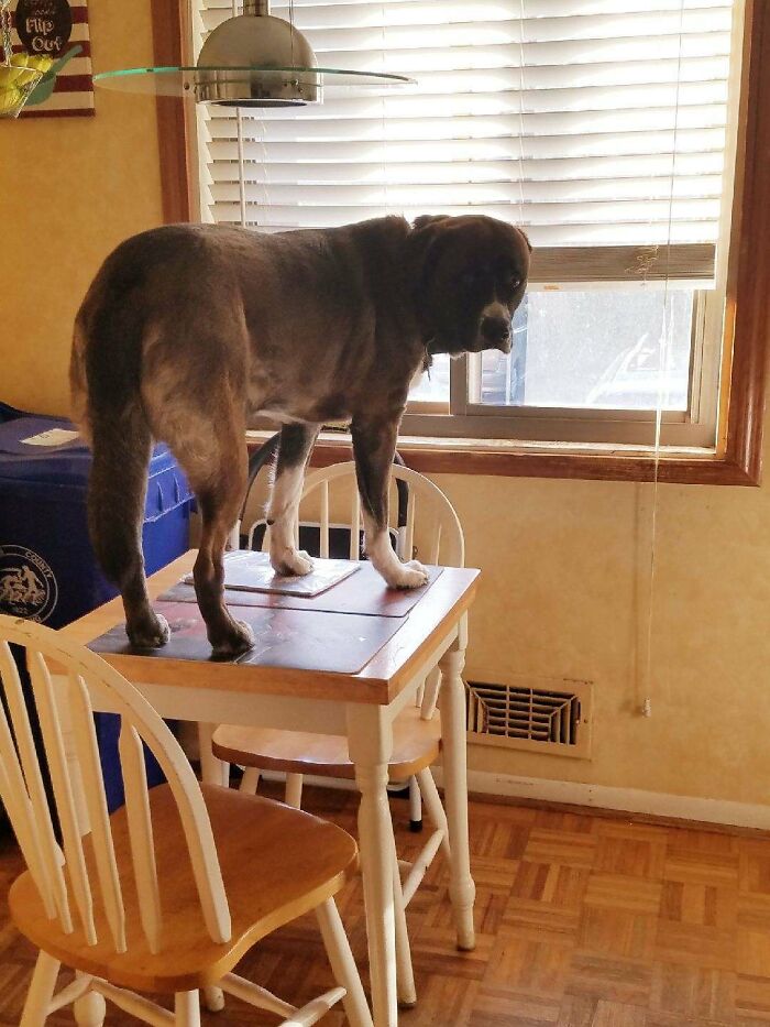 My Mom Recently Got A Cat, And Now The Dog Thinks He's Also A Cat