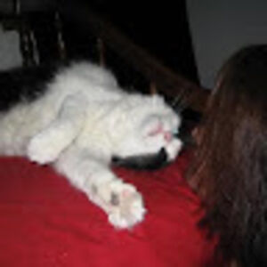 cynthiamcdonald avatar