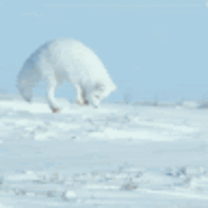 sawyermclachlan avatar