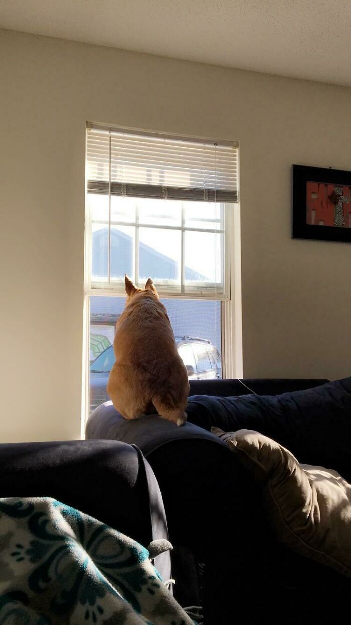 When You Didn’t Want A Cat So You Got A Dog, But Your Dog Acts Like A Cat