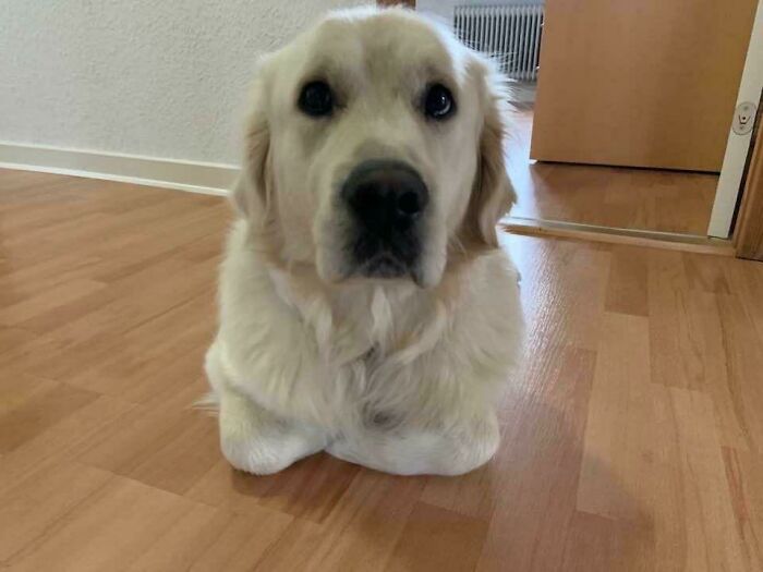 Someone Has Been Hanging Out With The Cats Next Door