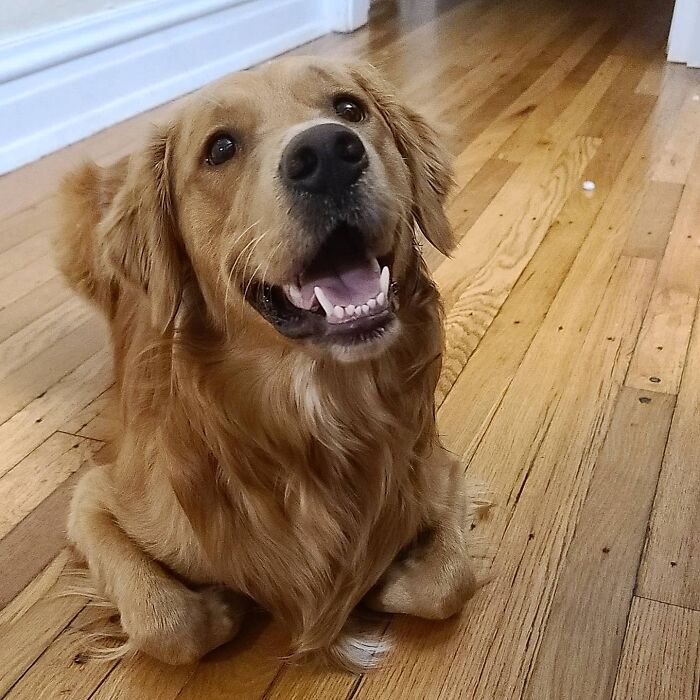 When Your Dog Learns How To Sit From Your Cat