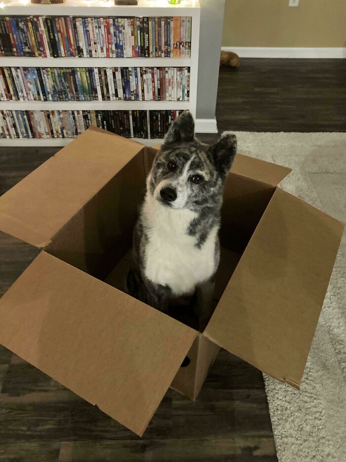 She Thinks She's A Cat