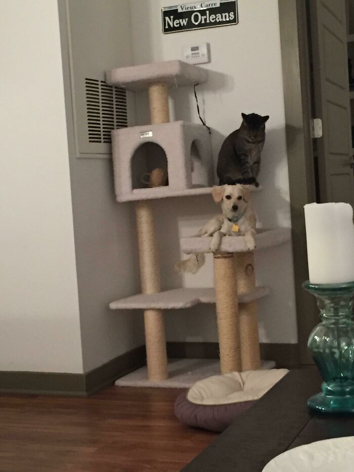 I Guess She's A Cat Now