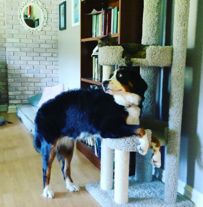 She Thinks She's A Cat