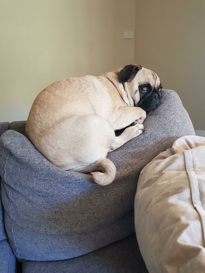 Boogie Thinks She's A Cat