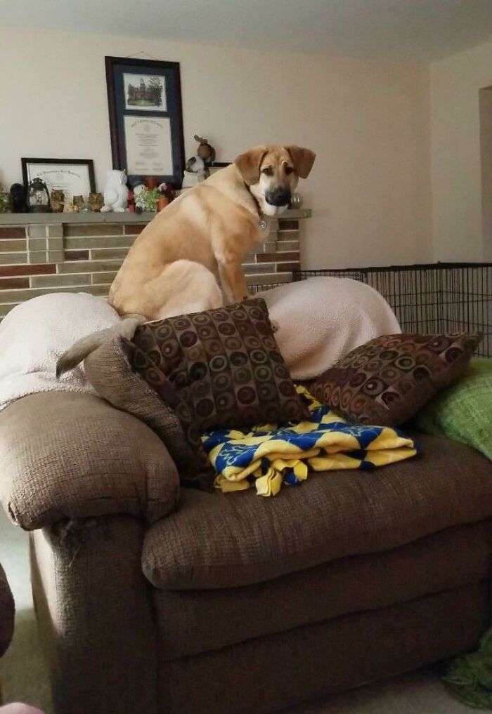 Archer Was Raised With Three Cats. He Thinks He's A Cat