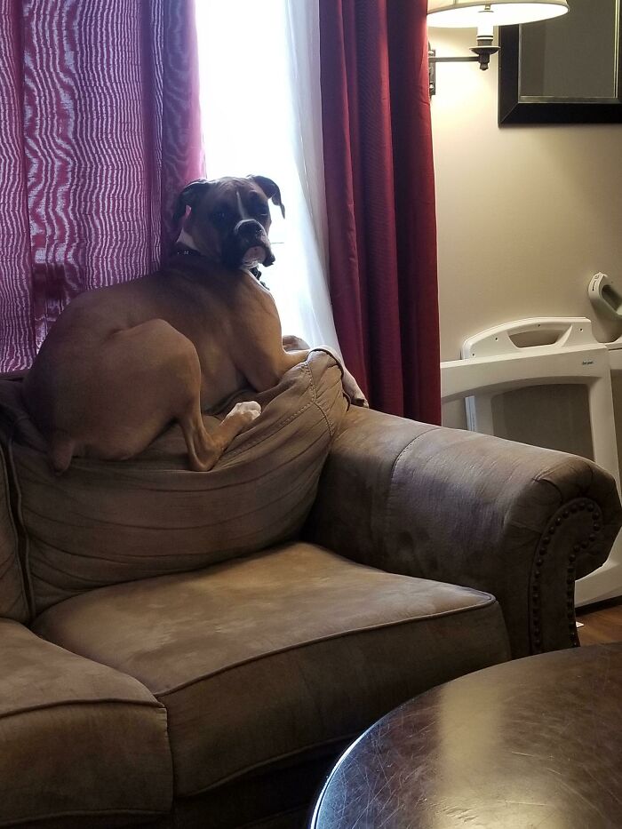 When Your Goober Thinks He's A Cat