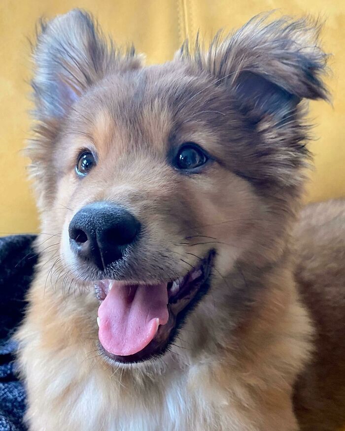 Update: I Finally Adopted This Baby A Week Ago, And His Name Is Dooby! (“Teddy Bear” In Hebrew)