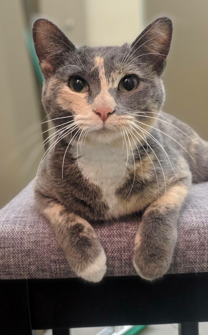 Adopted This Sweet Baby Yesterday, Meet Penelope!