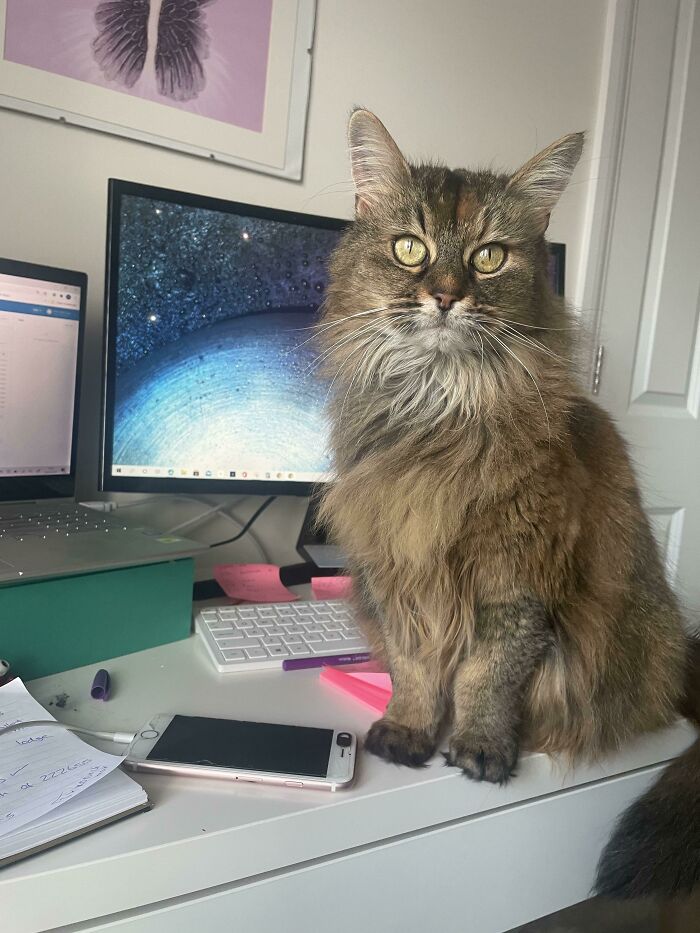 Adopted This 12 Year Old Senior Kitty Today