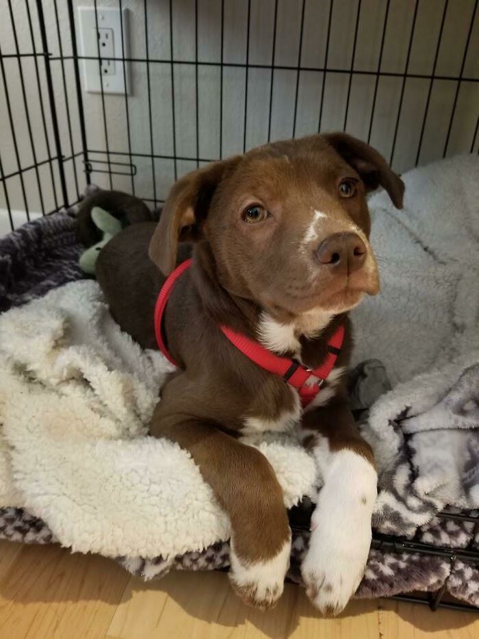 We Finalized Our Rescue Puppy's Adoption Today; We Named Her Pacha