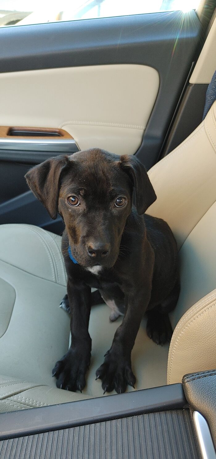 Somehow This Little Guy Went An Entire Month At The Shelter Without Being Adopted! Welcome Home, Kaiser!