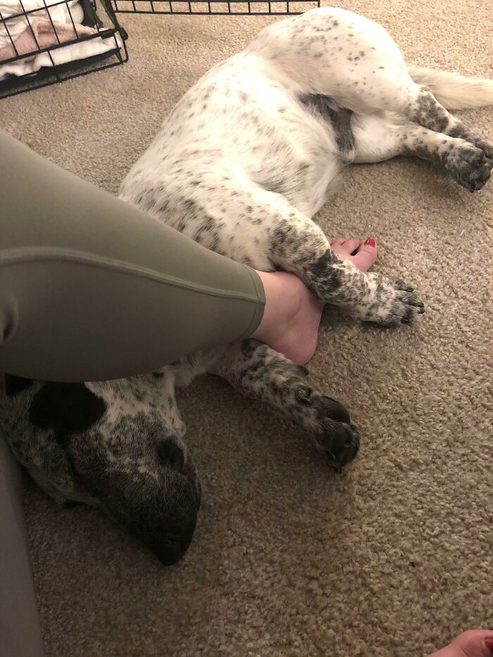 Adopted Our Man Vinny On Saturday, And Last Night He Fell Asleep Cuddling My Ankle In His Little Arms. He’s Been Attached To My Hip From The Moment We Left The Shelter, And We Just Love Him So Darn Much