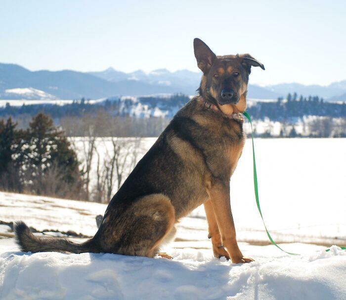 Say Hello To Hank, We Adopted Him Today!