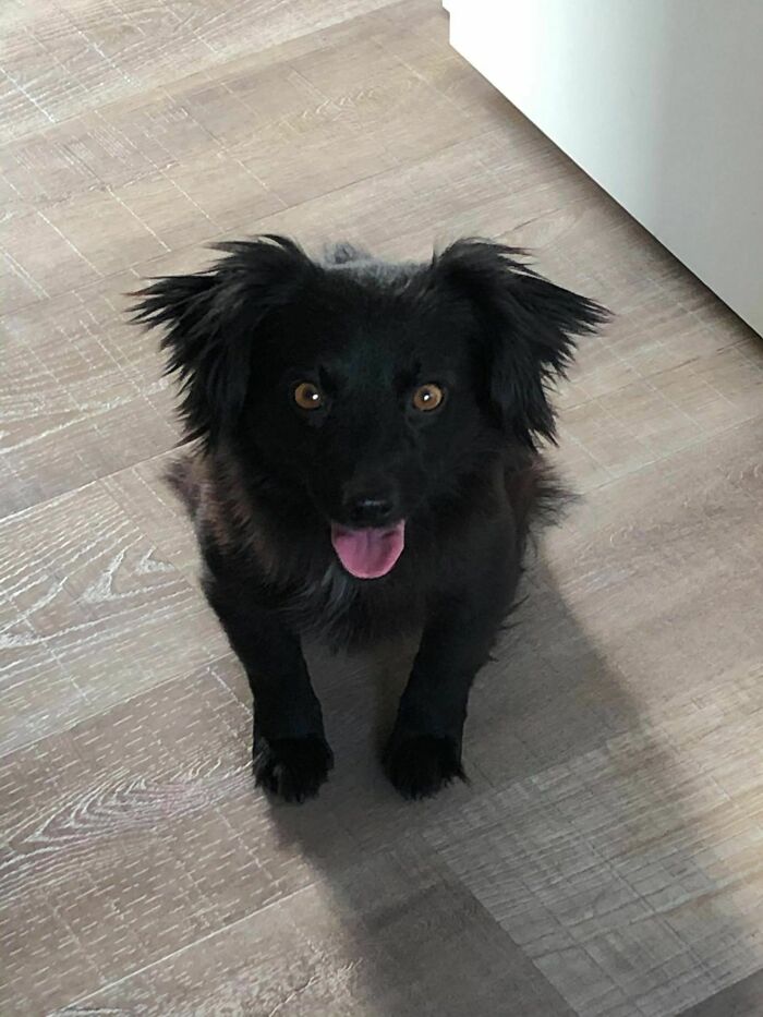 This Is Our Girl Sia, My Wife And I Recently Adopted Her