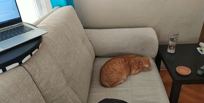 My Shy And Scared Of Everything Kitty Decided To Lay Down With Me On A Couch For The First Time Since Adoption 6 Months Ago. I'm Not Crying, You're Crying