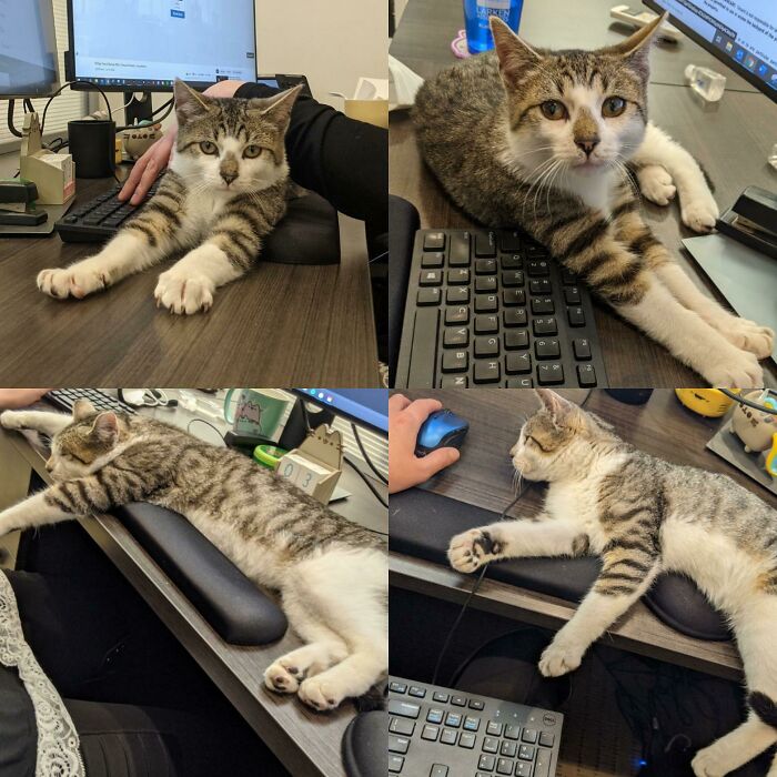 My Boss Caught A Hungry Stray. Dude Has Made It His Full Time Job To Try To Adopt Me.