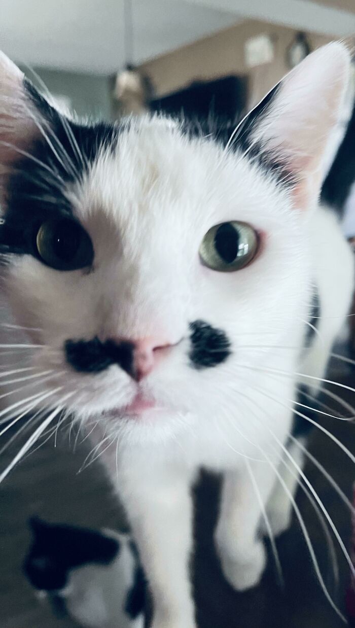 Meet Charlie Penguin. He Was In Rescue As A Feral For Over A Year And Ran And Hid From Potential Adopters. When I Brought Him Home I Discovered He Is Totally Deaf. He Is Now Learning Baby Sign Language And Knows Four Signs!