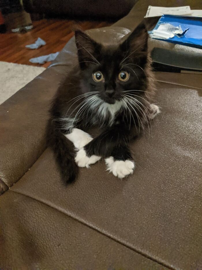 They Say Black Cats Are Less Likely To Get Adopted.... I Can See Why, They Are Hideous.... Meet Sam