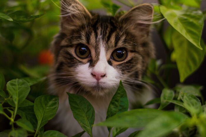 Meet Miyuki. We Adopted Her A Few Months Ago And She Is Fitting In Well