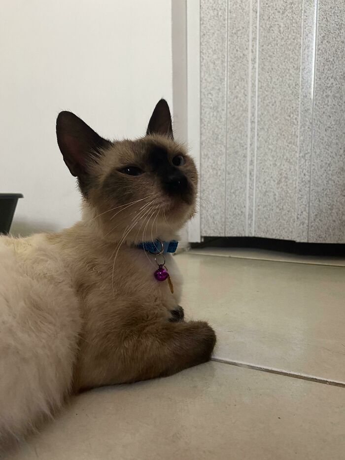 Just Adopted This Little Thing. He Was On The Street And Would Always Ask Random People For Pets And Love. Now He Has A Home (And Also A Brother And A Sister!). This Is Neptune!