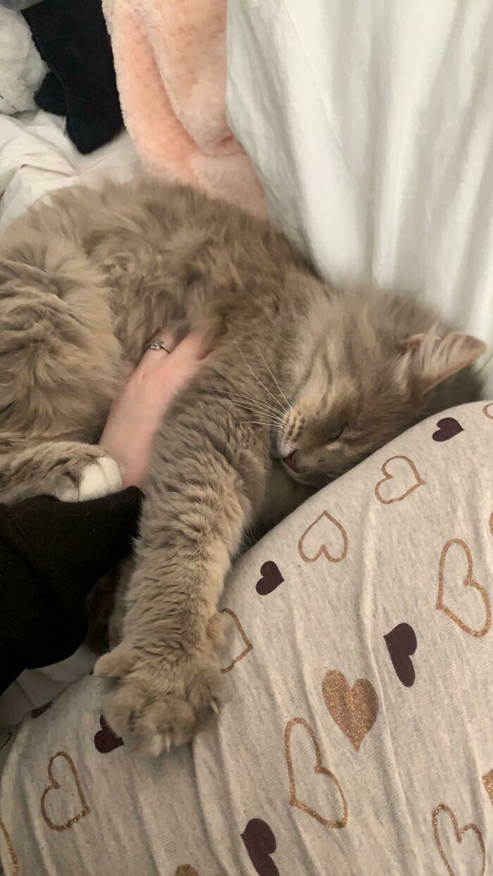 I Did It!! After Weeks Of Feeling Doubtful, I Finally Adopted A Cat!! Reddit, Meet Princess Peach, A Partially Blind Grandma That Loves To Cuddle