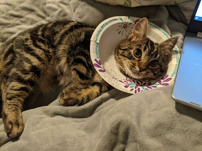 Just Adopted This Sweet Nugget. Meet Waterloo And Her Precious Little Bowl Head