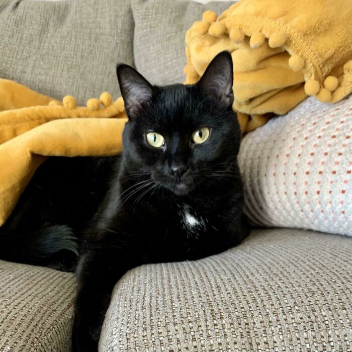 The Odds Were Stacked Against This Little One. She Was Born In A Barn, Her Mom Was Eaten By A Coyote, And She’s Black (Apparently Black Cats Are Last To Be Adopted.) Despite Her Challenging Kittenhood, She Now Spends Her Days Peacefully Napping And Making Biscuits