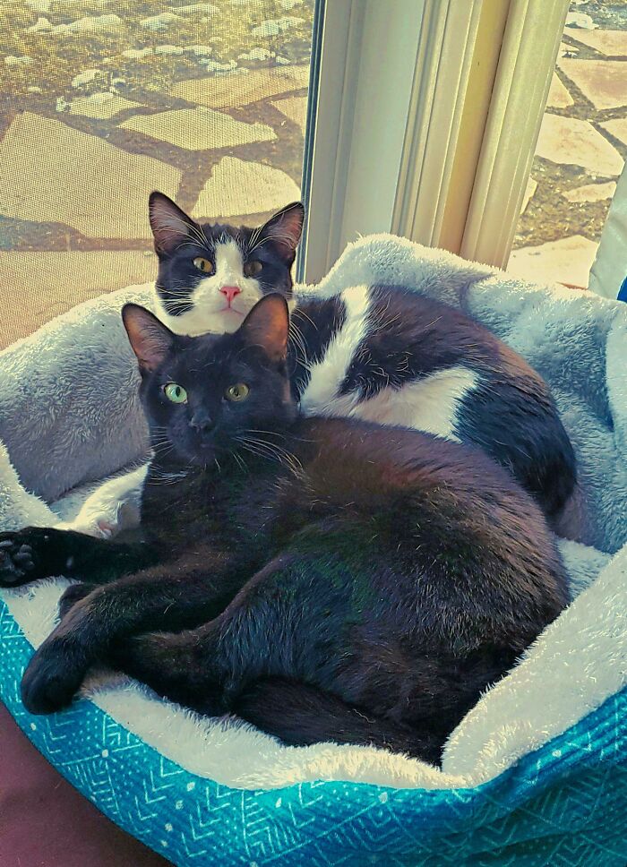 Living Their Best Lives: Both Were The Only Survivors Of Their Respective Litters. Adopt! Don't Shop