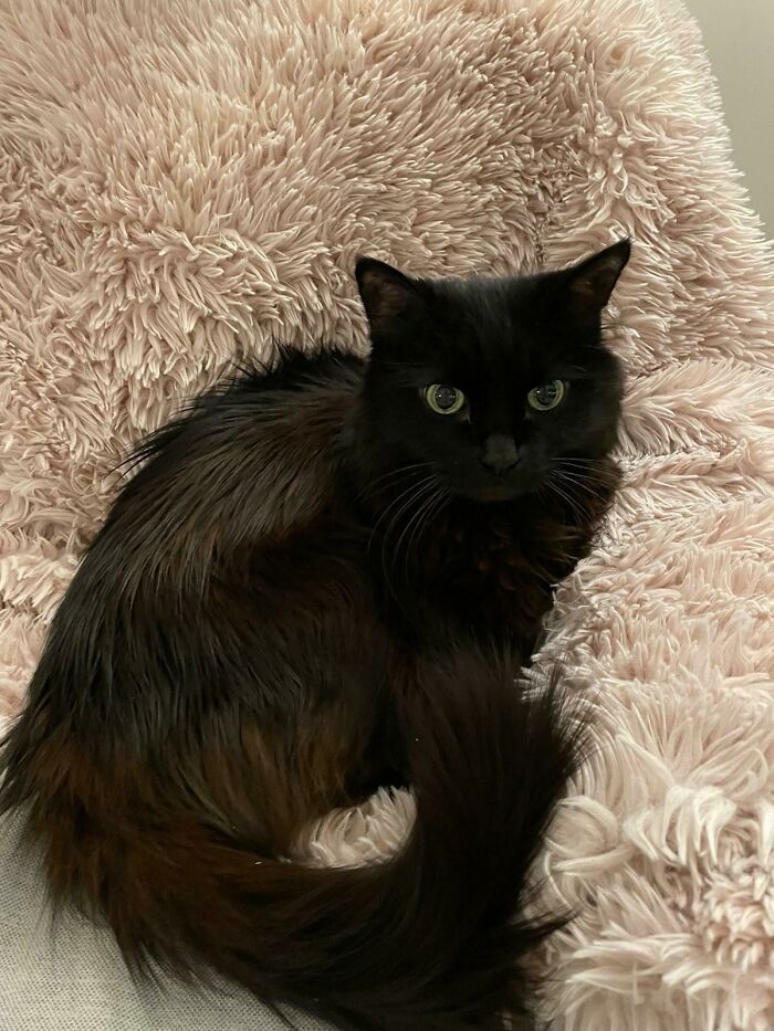 Luna - 10 Years Old - Adopted Last Year