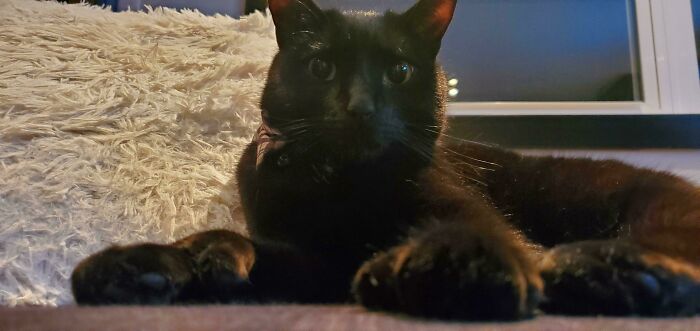 The Vet Once Told Me Black Cats Aren't Adopted Because They Are Scary. I Beg To Differ.