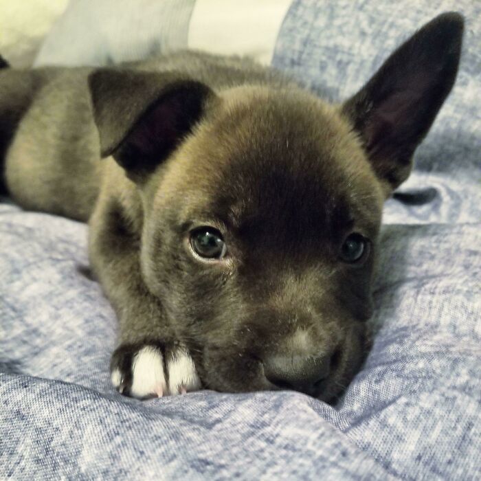 Isn't She Lovely? Sky Has Been Adopted!