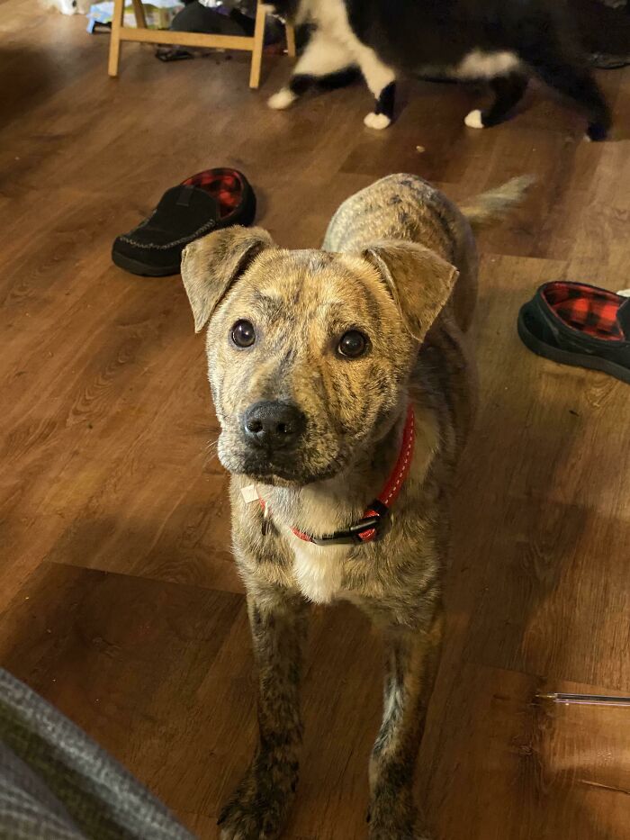 Azula, 5 Months Old And Newly Adopted