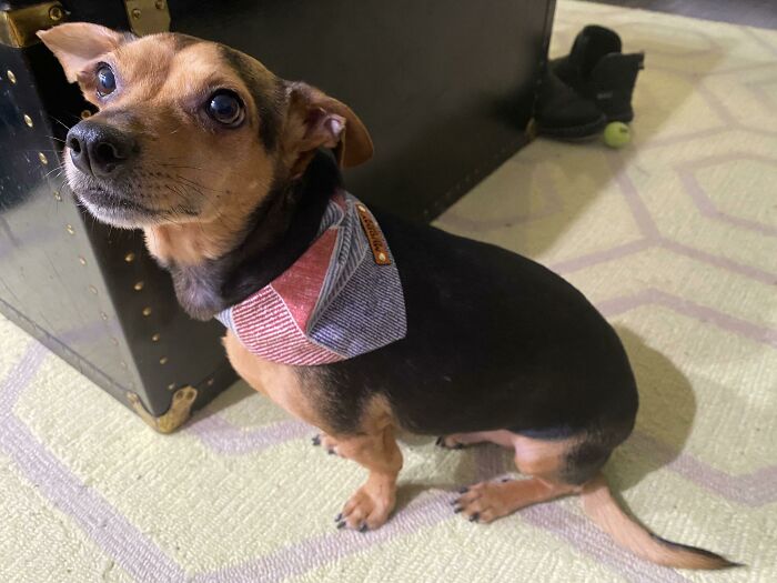 Two Years Since Adopting This Rare Pupper!