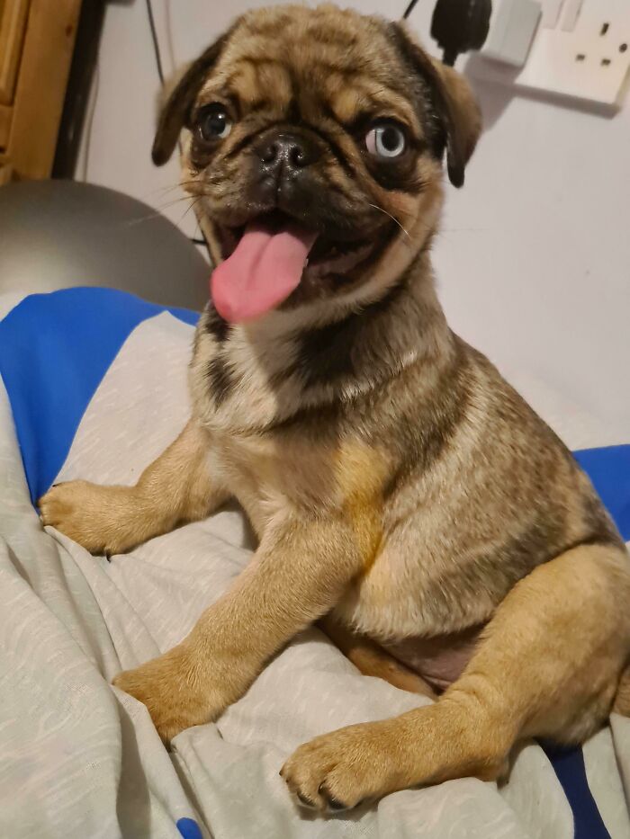 This Is Bella, She Has Heterochromia. We Adopted Her Yesterday, She Is Currently Sleeping