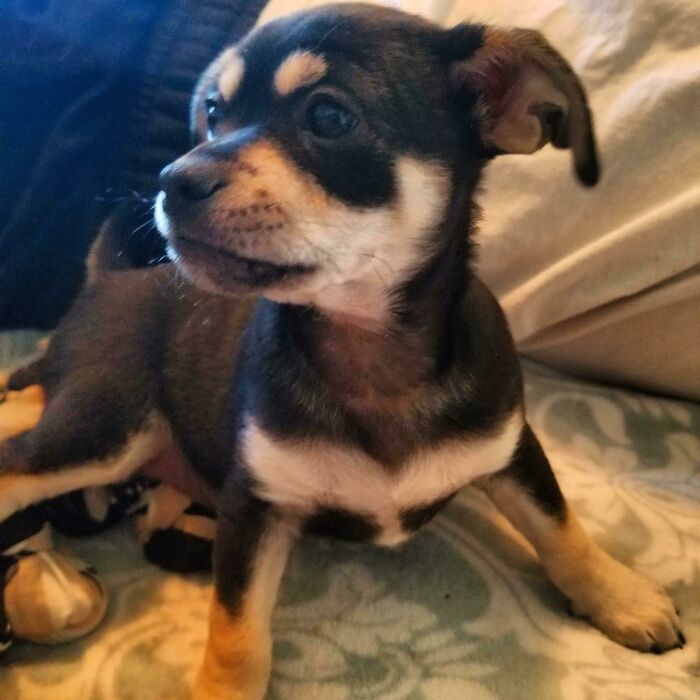 Little Man Just Got Adopted!