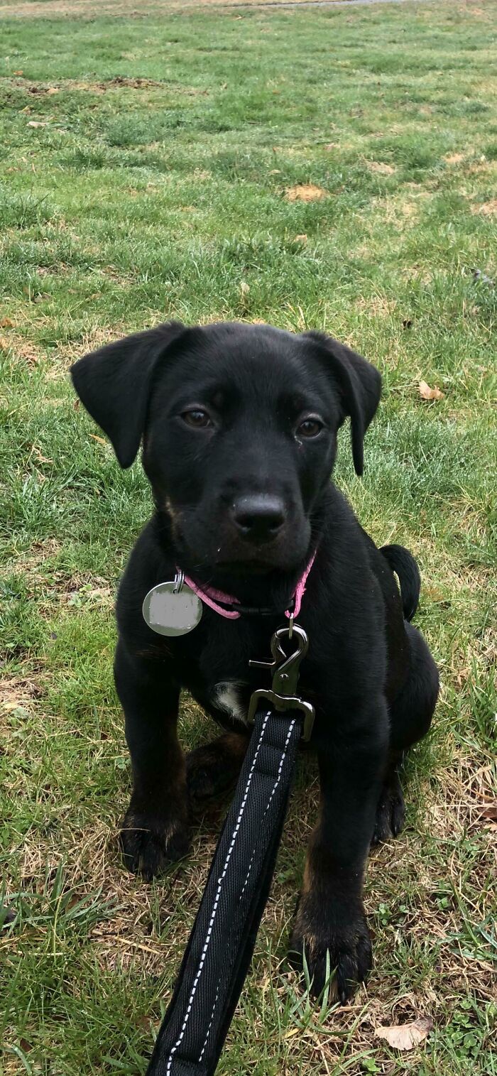 Adopting Her Wasn’t Even A Question. Meet Honey