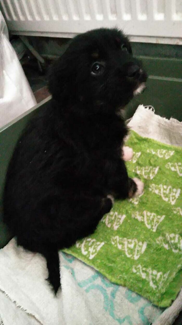 We Just Adopted Him Today, Any Name Ideas?