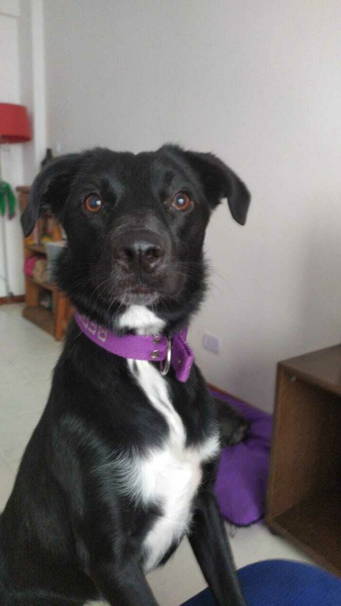 My Baby Girl Berenjena (Eggplant For The English Speaking Redditors), It's Been 2 Years Since Her Adoption. Look How Cute She Is.