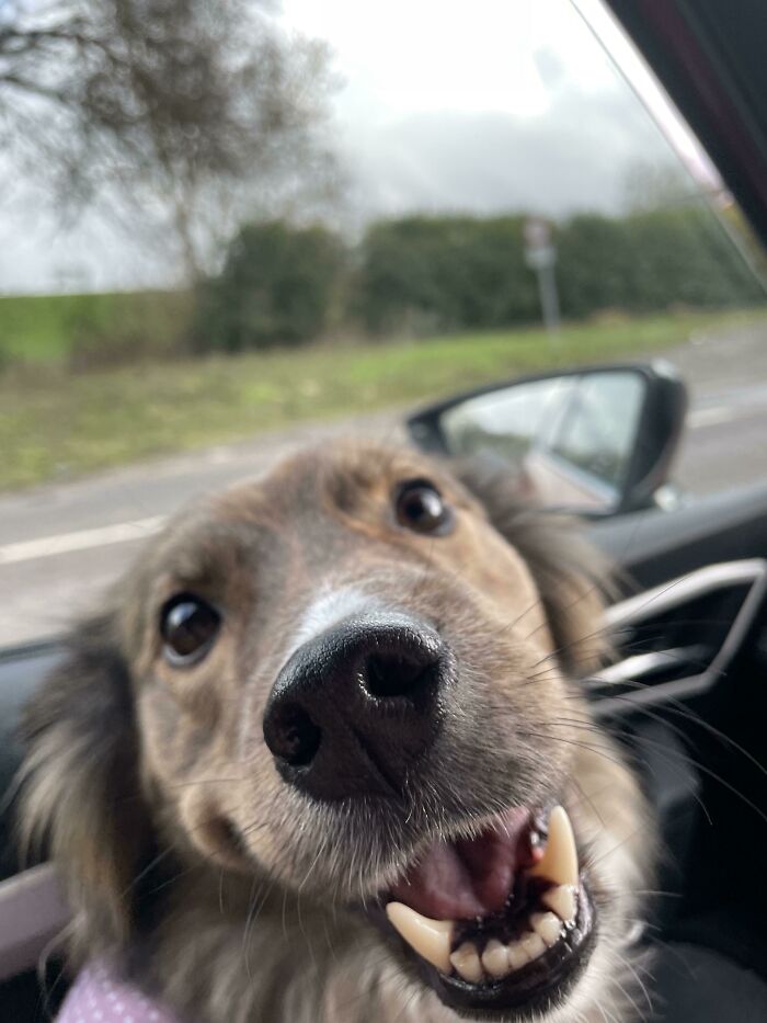 This Is Belle, I Rescued Her 4 Years. She Is Border & Rough Collie, Malamute, Husky, Staffie & Pomeranian.