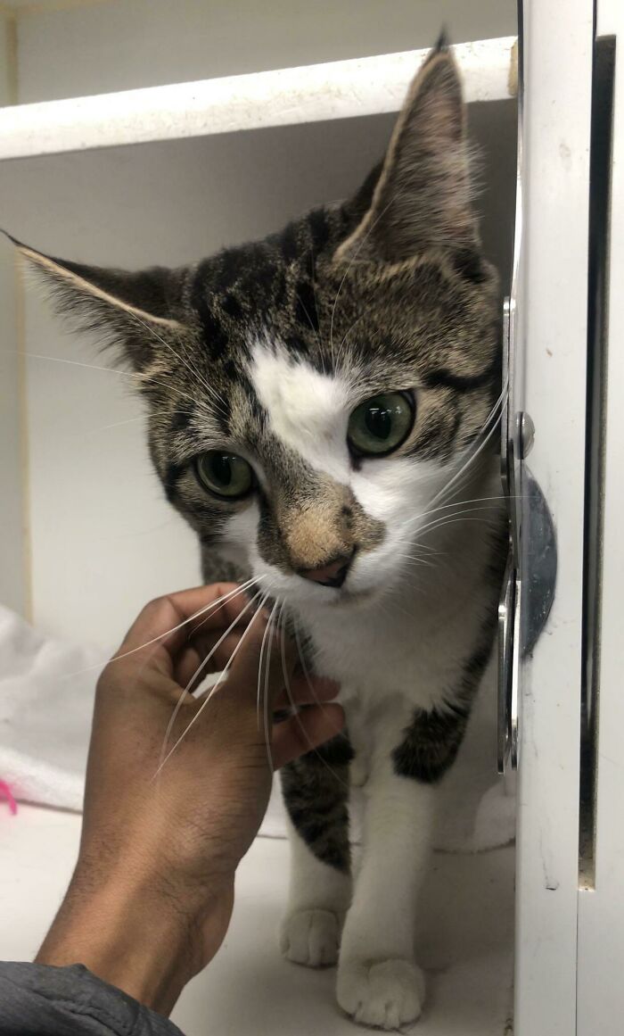 I Just Rescued This Little Guy. Say Hello To Banks