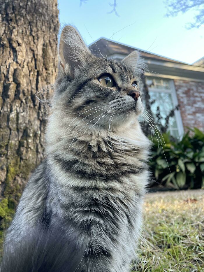 My Girlfriends Rescue Kitty Leia. The Force Is Strong With This Sassy Cat