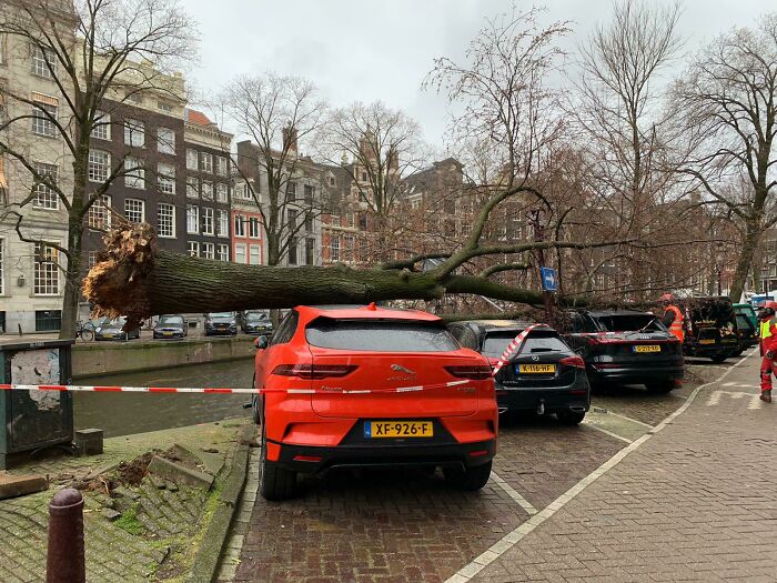 This Fallen Tree In Amsterdam