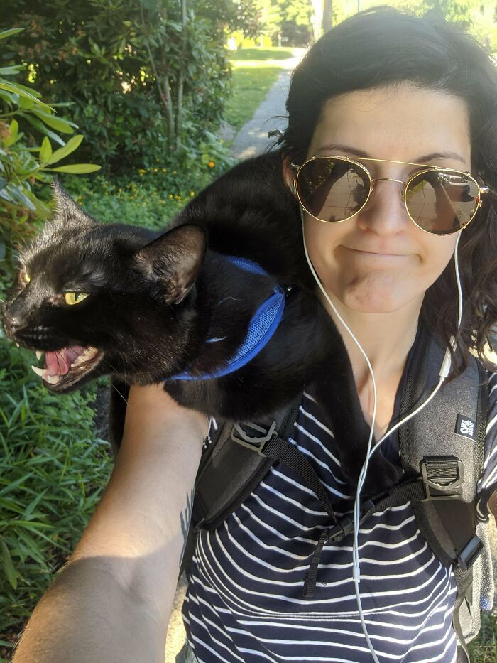 My People!!! Gravy Is Referred To By All Who Encounter Him As The Noisiest Cat They've Ever Met. It's At The Point Where If I Don't Hear Him Yelling Somewhere I Start Getting Suspicious...