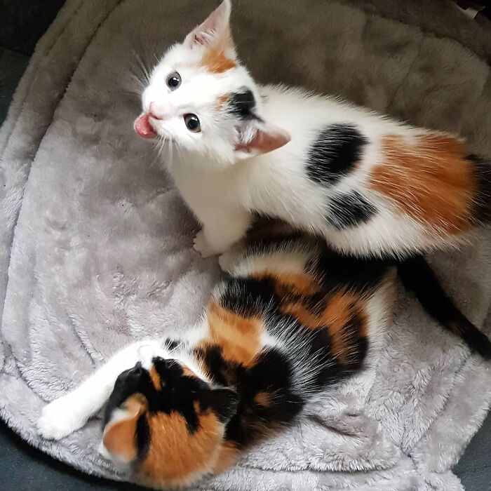 I Can Still Hear This Picture