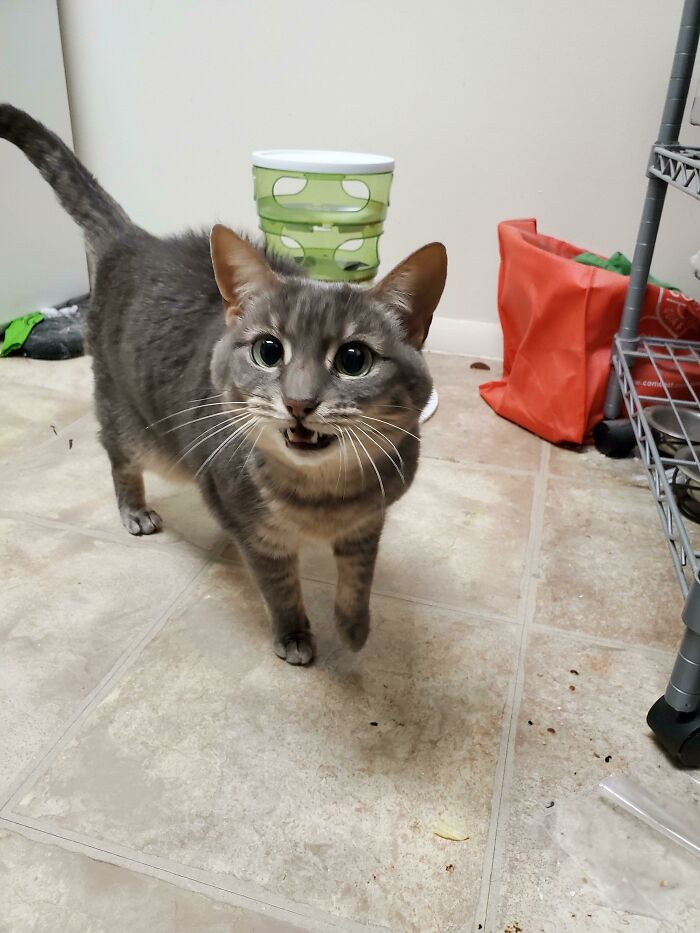 Hazy Is Wondering Why In God's Name Isn't Anyone Feeding Her, She's Starving To Death?!?!?!