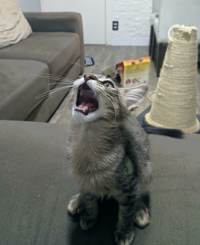 There’s A Group Where People Share Pics Of Cats Meowing So Loud You Can ...