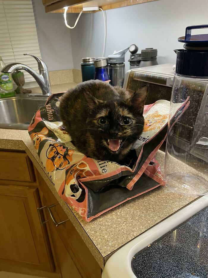 Mango Has Claimed This Warm Food As Hers. You May Think About Eating Once It Is Cold If She Allows It