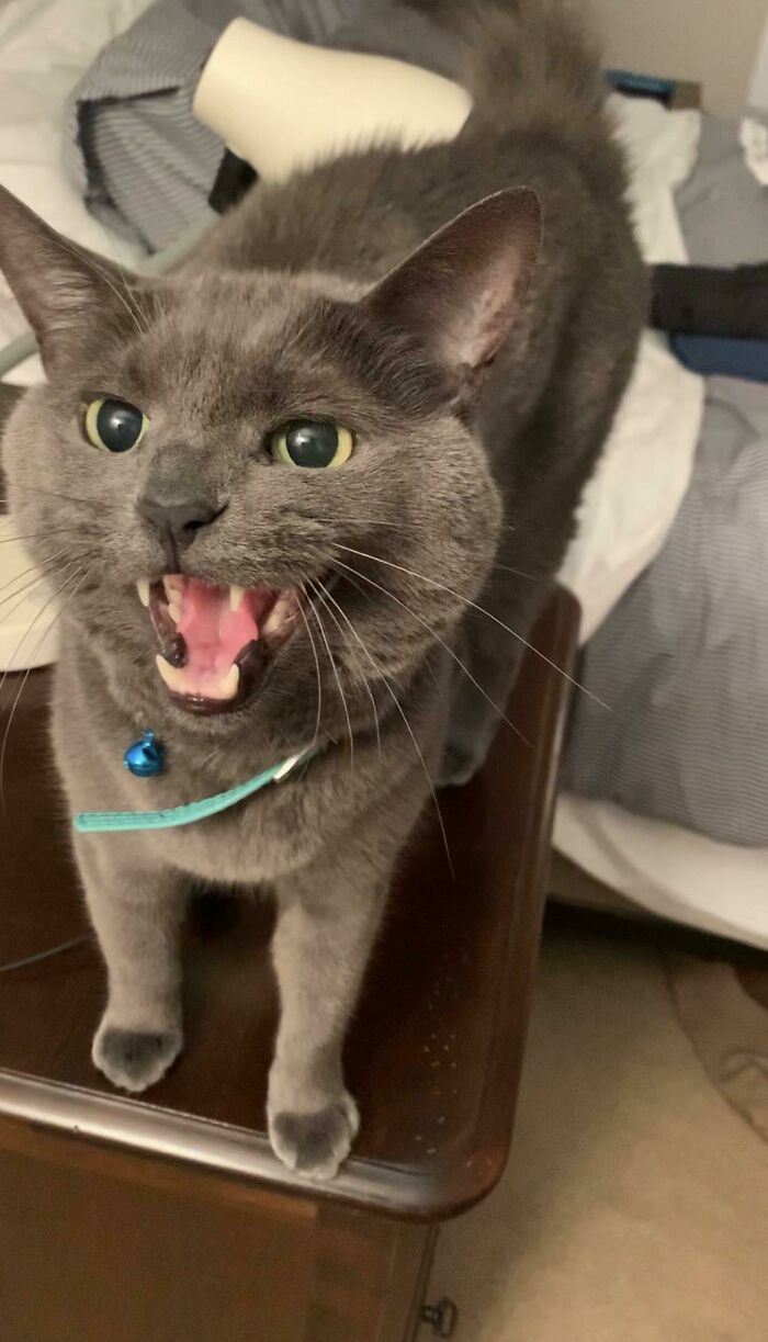 It’s My Birthday So Here’s My Yelling Boy!